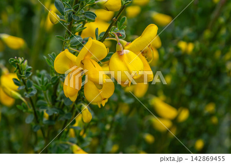 Bright yellow flowers of Cytisus scoparius bloom in spring showcasing the beauty of Scotch Broom in lush green surroundings Bright yellow flowers of Cytisus scoparius bloom in spring showcasing the beauty of Scotch Broom in lush green surroundings 142869455