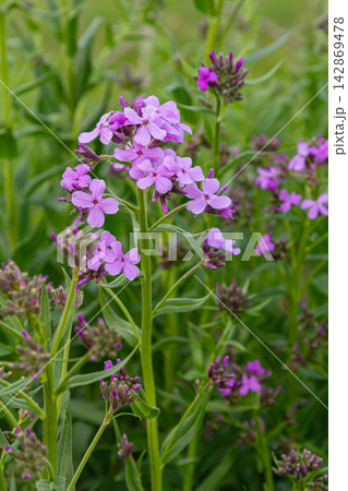 Blooming Hesperis matronalis showcases lilac-pink flowers in a vibrant garden setting during the spring season Blooming Hesperis matronalis showcases lilac-pink flowers in a vibrant garden setting during the spring season 142869478