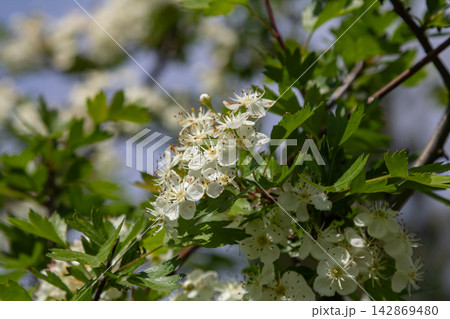 Common hawthorn blooms prominently display clusters of white flowers during spring in a sunny garden Common hawthorn blooms prominently display clusters of white flowers during spring in a sunny garden 142869480