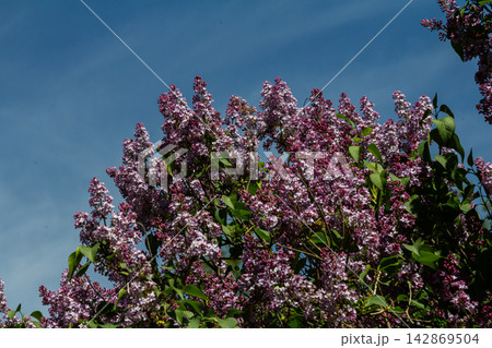 Fragrant purple blooms of common lilac thrive under a clear blue sky in springtime garden setting Fragrant purple blooms of common lilac thrive under a clear blue sky in springtime garden setting 142869504