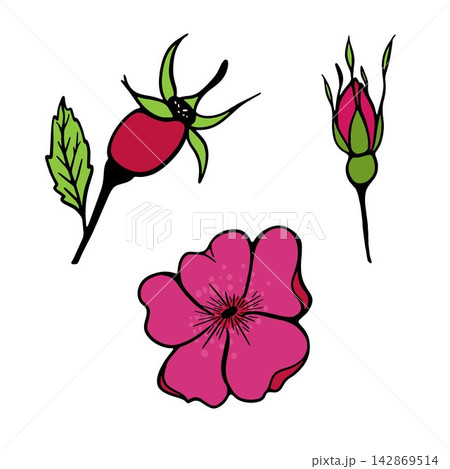 Minimal vector illustration with rose hip flower, berries and bud. Botanical floral elements for branding, packaging, stationery, invitations and print. Minimal vector illustration with rose hip flower, berries and bud. Botanical floral elements for branding, packaging, stationery, invitations and print. 142869514