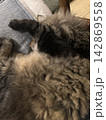 目隠しして寝るねこ 142869558