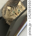 見つめる猫 142869560