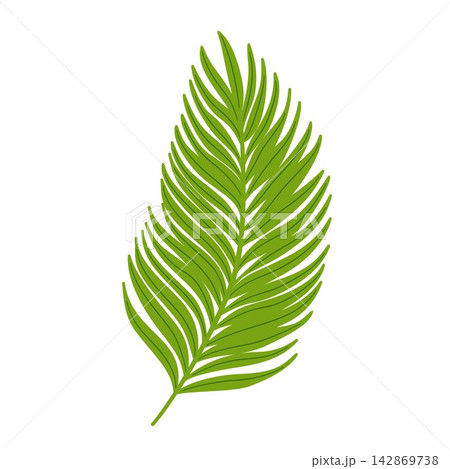 Vector illustration of a tropical palm leaf. Hand drawn exotic botanical branch element in green color for logo design, summer card, and icon. Vector illustration of a tropical palm leaf. Hand drawn exotic botanical branch element in green color for logo design, summer card, and icon. 142869738