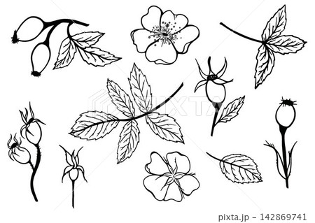 Minimal vector set of rose hip branches, leaves, flowers, buds and berries in elegant line art style. Botanical elements for branding, packaging, stationery and print. Minimal vector set of rose hip branches, leaves, flowers, buds and berries in elegant line art style. Botanical elements for branding, packaging, stationery and print. 142869741