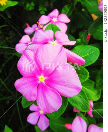 花壇のニチニチソウのかわいらしい花の風景 142869897