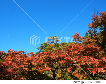 青空に映える紅葉 秋の背景素材 弥彦公園 コピースペース 142870018