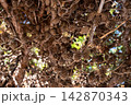Pine Cones In Sunlit Evergreen Branches 142870343