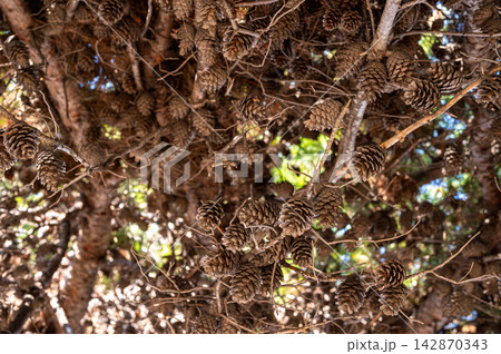Pine Cones In Sunlit Evergreen Branches 142870343