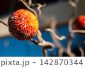 Red Ornament Hanging On A Twisted Tree Branch 142870344
