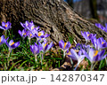 Purple Crocuses Blooming Beneath An Old Tree 142870347