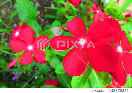 花壇の真っ赤なニチニチソウのかわいらしい花の風景 花壇の真っ赤なニチニチソウのかわいらしい花の風景 142870373