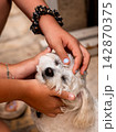 Hands Holding A Small White Dog In A Tender Moment 142870375