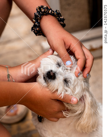 Hands Holding A Small White Dog In A Tender Moment Hands Holding A Small White Dog In A Tender Moment 142870375