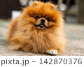 Fluffy Pomeranian Dog With A Sweet Expression 142870376