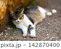 Peaceful Cat Lounging In The Shade 142870400