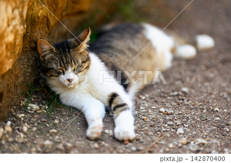Peaceful Cat Lounging In The Shade 142870400