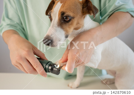 A Jack Russell Terrier getting his nails filed with a grinder at a grooming salon. A Jack Russell Terrier getting his nails filed with a grinder at a grooming salon. 142870610