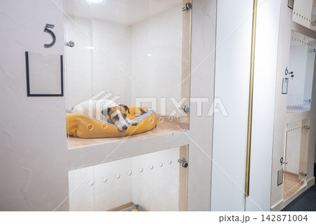 A Jack Russell Terrier in a capsule hotel for pets. The dog is behind a glass door. A Jack Russell Terrier in a capsule hotel for pets. The dog is behind a glass door. 142871004
