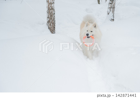 A Samoyed dog plays with a puller on a winter walk. A Samoyed dog plays with a puller on a winter walk. 142871441