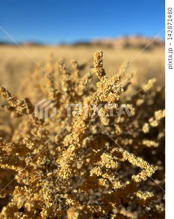 Sunlit golden desert plant with blurred landscape background Sunlit golden desert plant with blurred landscape background 142871480