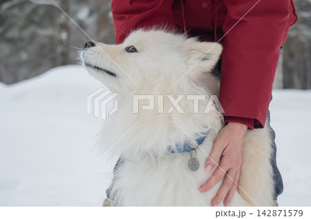 Happy samoyed dog smiling in winter snow Happy samoyed dog smiling in winter snow 142871579