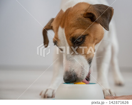 A Jack Russell Terrier dog licks a lick toy. A Jack Russell Terrier dog licks a lick toy. 142871626