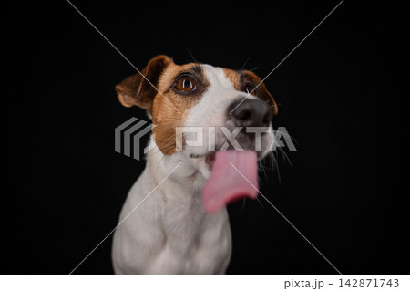 Close-up portrait of a Jack Russell Terrier licking its nose on a black background. Close-up portrait of a Jack Russell Terrier licking its nose on a black background. 142871743