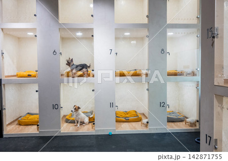 A Jack Russell Terrier and a Yorkshire Terrier sit behind a glass door at a pet hotel or shelter. A Jack Russell Terrier and a Yorkshire Terrier sit behind a glass door at a pet hotel or shelter. 142871755