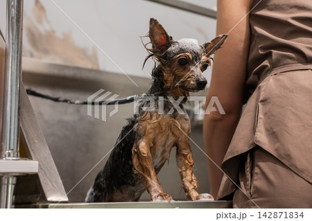 A Yorkshire Terrier in a washroom at a grooming salon. A Yorkshire Terrier in a washroom at a grooming salon. 142871834