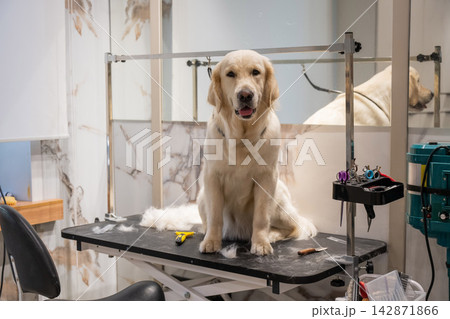 A Labrador dog undergoing an express shedding procedure at a grooming salon. A Labrador dog undergoing an express shedding procedure at a grooming salon. 142871866
