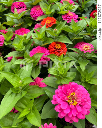 Colorful pink and orange zinnia flowers at the Minnesota Landscape Arboretum Colorful pink and orange zinnia flowers at the Minnesota Landscape Arboretum 142872027