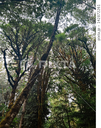 Looking up at mossy trees and canopy near Lake Crescent, WA 142872261
