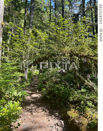 Sunlit hiking trail under an arched tree in a Washington forest Sunlit hiking trail under an arched tree in a Washington forest 142872339