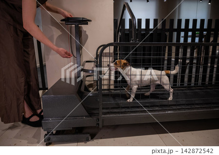 A Jack Russell Terrier runs on a treadmill. Dog in rehabilitation. 142872542