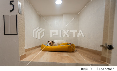 A Jack Russell Terrier in a capsule hotel for pets. The dog is behind a glass door. A Jack Russell Terrier in a capsule hotel for pets. The dog is behind a glass door. 142872687