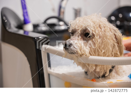 A dog in a washroom at a grooming salon. Pet spa. A dog in a washroom at a grooming salon. Pet spa. 142872775