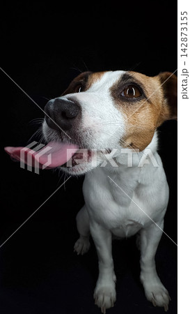 Close-up portrait of a Jack Russell Terrier licking its nose on a black background.  142873155