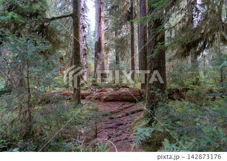 A great view of ferns and trees covered with moss in the Hoh Rainforest. A great view of ferns and trees covered with moss in the Hoh Rainforest. 142873176