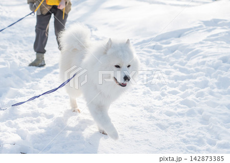 Young woman walking with fluffy samoyed dog in snowy winter park.  142873385