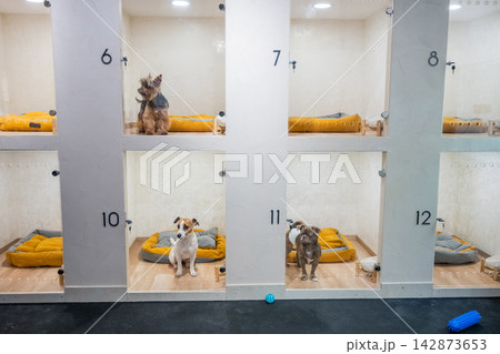 Dogs rest in individual glass cages at a veterinary clinic. Dogs rest in individual glass cages at a veterinary clinic. 142873653
