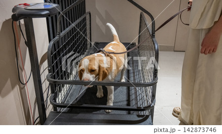 A Beagle on a treadmill. Pet rehabilitation. A Beagle on a treadmill. Pet rehabilitation. 142873746