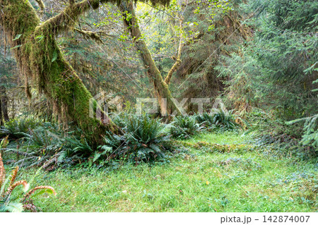 A great view of ferns and trees covered with moss in the Hoh Rainforest. A great view of ferns and trees covered with moss in the Hoh Rainforest. 142874007