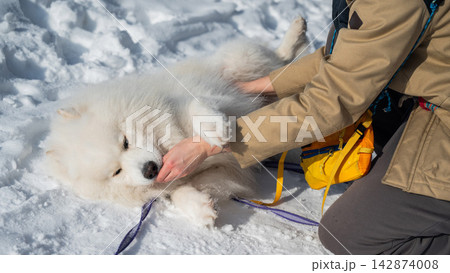 Young woman walking with fluffy samoyed dog in snowy winter park. Young woman walking with fluffy samoyed dog in snowy winter park. 142874008