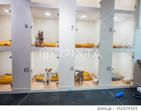 Dogs rest in individual glass cages at a veterinary clinic. Dogs rest in individual glass cages at a veterinary clinic. 142874103