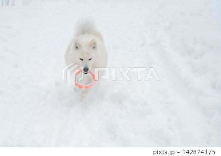 A Samoyed dog plays with a puller on a winter walk. A Samoyed dog plays with a puller on a winter walk. 142874175