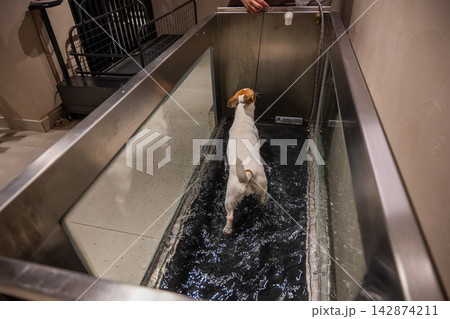 A Jack Russell Terrier walks on a treadmill in the water. Animal rehabilitation. 142874211