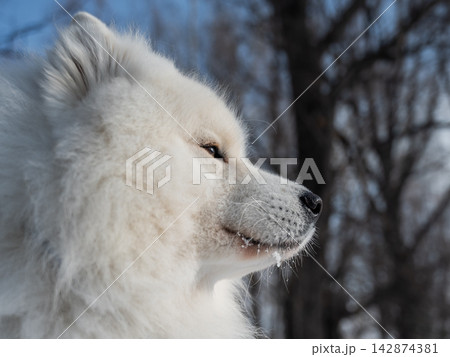 Fluffy samoyed dog sitting in sunny winter snow. Fluffy samoyed dog sitting in sunny winter snow. 142874381