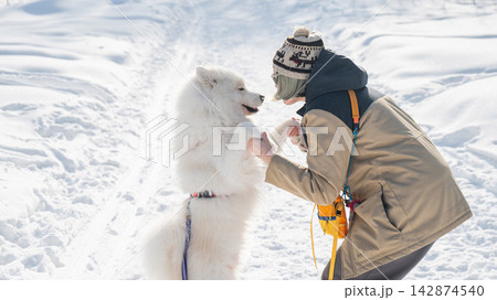 Woman training fluffy samoyed dog to give paw in winter snow Woman training fluffy samoyed dog to give paw in winter snow 142874540