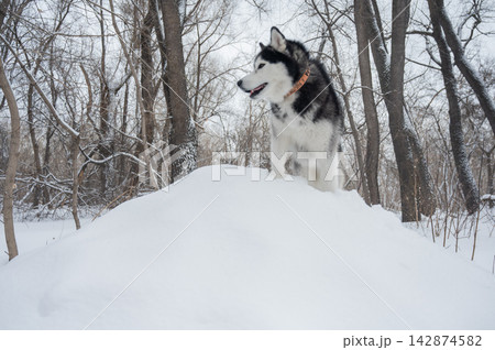 Siberian husky standing on snowdrift in winter forest 142874582